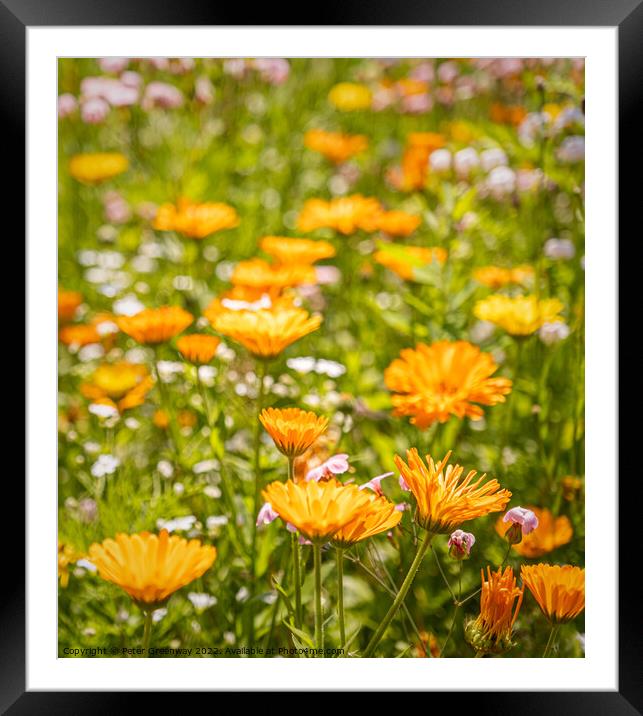 Wild English Meadow Flowers At Tatton Park, Cheshire Framed Mounted Print by Peter Greenway