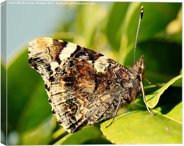 Red Admiral Butterfly Canvas Print by Louise Godwin