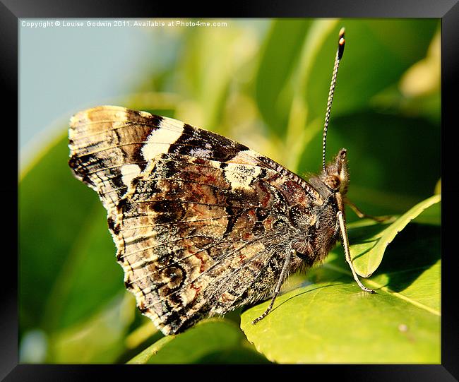 Red Admiral Butterfly Framed Print by Louise Godwin