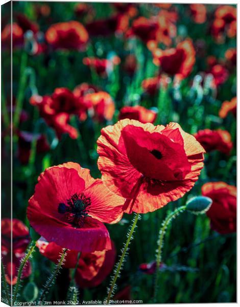 Poppies in summer sunshine Canvas Print by Jim Monk