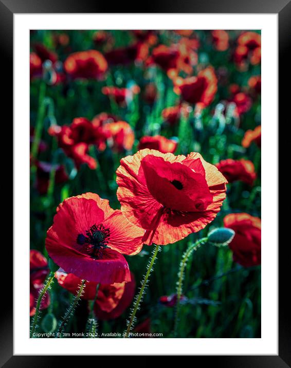 Poppies in summer sunshine Framed Mounted Print by Jim Monk