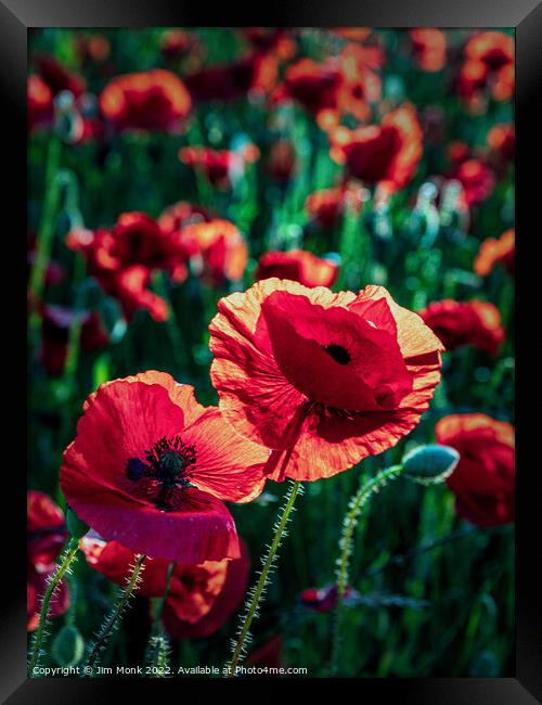 Poppies in summer sunshine Framed Print by Jim Monk