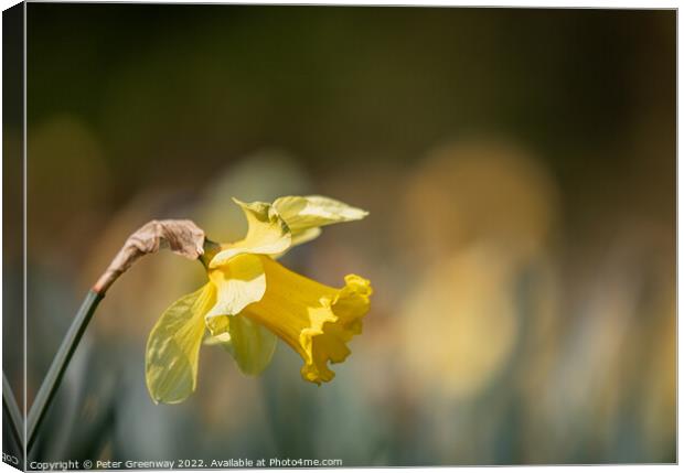 Daffodil In The Afternoon Sunshine Canvas Print by Peter Greenway
