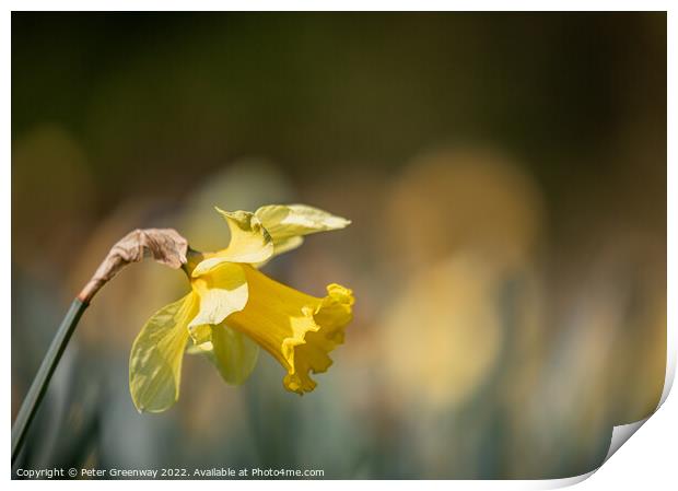 Daffodil In The Afternoon Sunshine Print by Peter Greenway