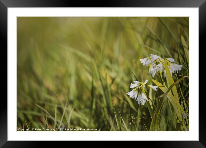 Clump Of White Spring Bluebells At Coleton Fisacre, Devon Framed Mounted Print by Peter Greenway