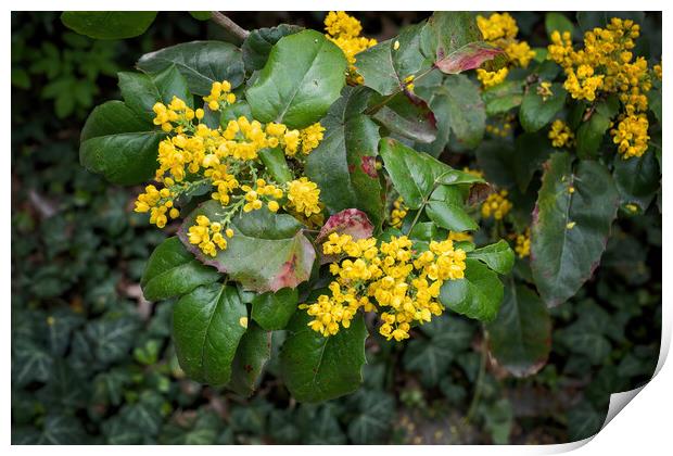 Berberis Aquifolium Pursh Yellow Flowers Print by Artur Bogacki