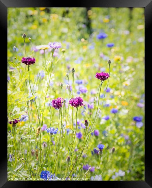 Wild English Meadow Flowers At Tatton Park, Cheshire Framed Print by Peter Greenway