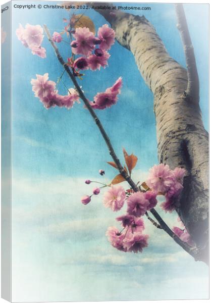 Blossom In Spring Canvas Print by Christine Lake