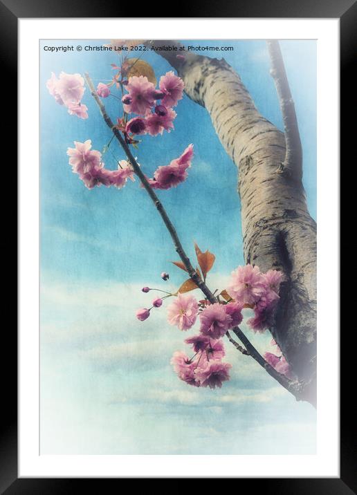 Blossom In Spring Framed Mounted Print by Christine Lake