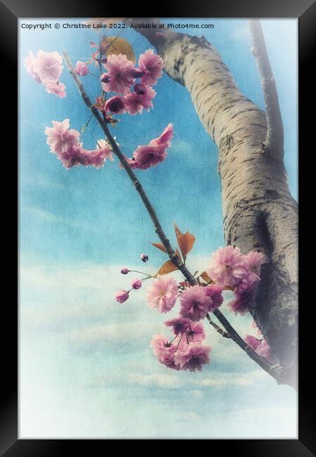 Blossom In Spring Framed Print by Christine Lake