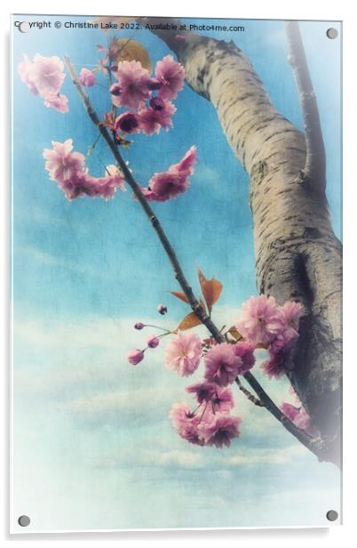 Blossom In Spring Acrylic by Christine Lake