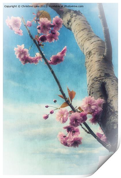 Blossom In Spring Print by Christine Lake