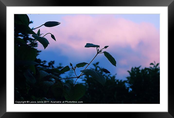 Clematis sillouette and sky. Framed Mounted Print by Laura Jarvis