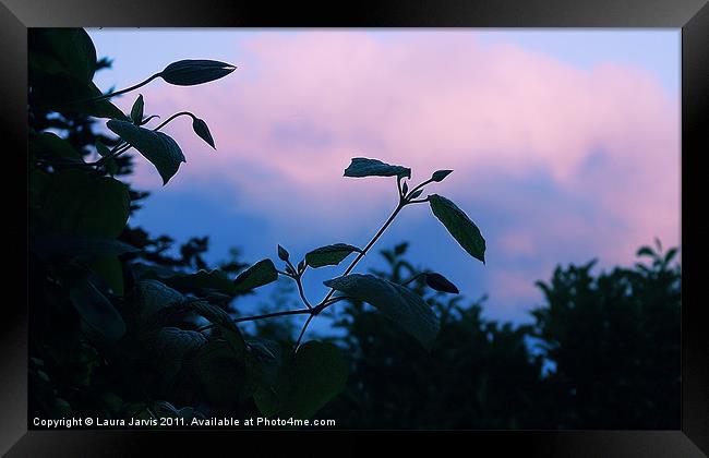 Clematis sillouette and sky. Framed Print by Laura Jarvis