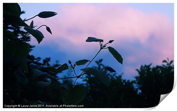 Clematis sillouette and sky. Print by Laura Jarvis
