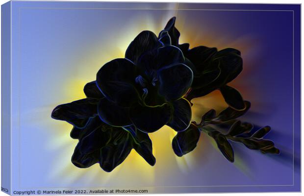 Dark blue freesia Canvas Print by Marinela Feier