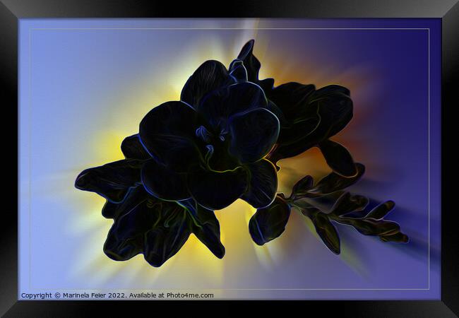 Dark blue freesia Framed Print by Marinela Feier