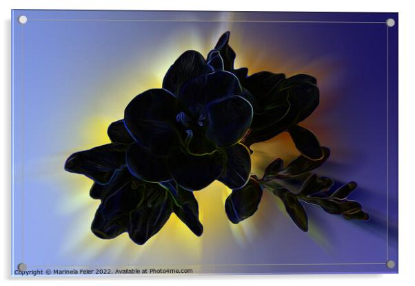 Dark blue freesia Acrylic by Marinela Feier