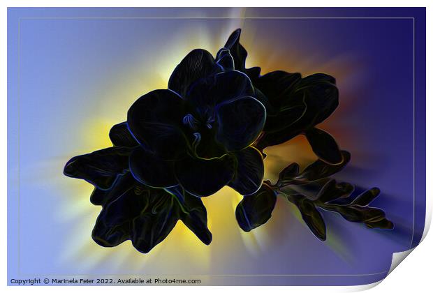 Dark blue freesia Print by Marinela Feier