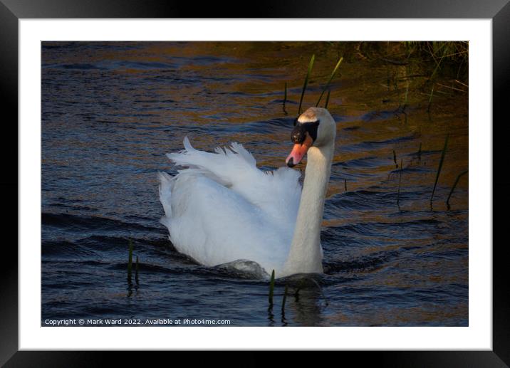 Sunset Swan Framed Mounted Print by Mark Ward