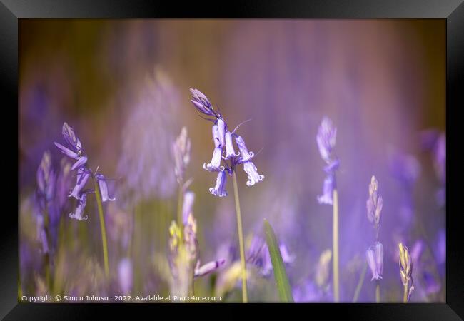bluebell Flower Framed Print by Simon Johnson