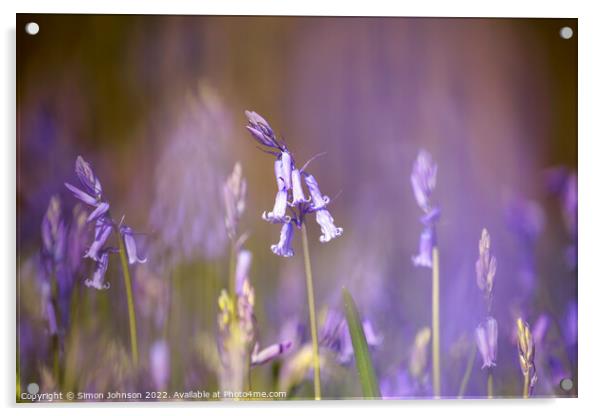 bluebell Flower Acrylic by Simon Johnson