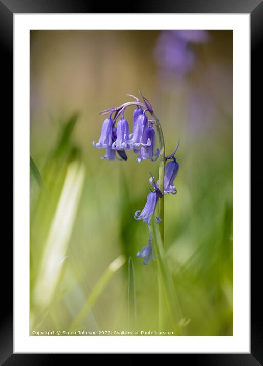 Bluebell flower Framed Mounted Print by Simon Johnson