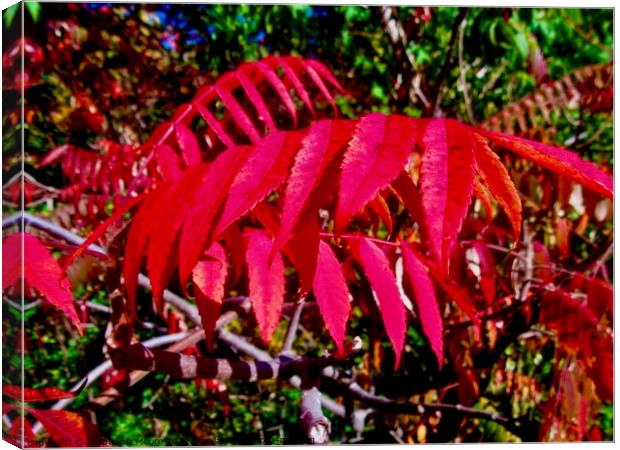 Red Sumac leaves Canvas Print by Stephanie Moore