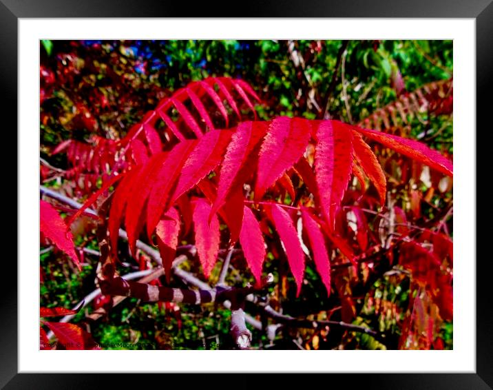 Red Sumac leaves Framed Mounted Print by Stephanie Moore