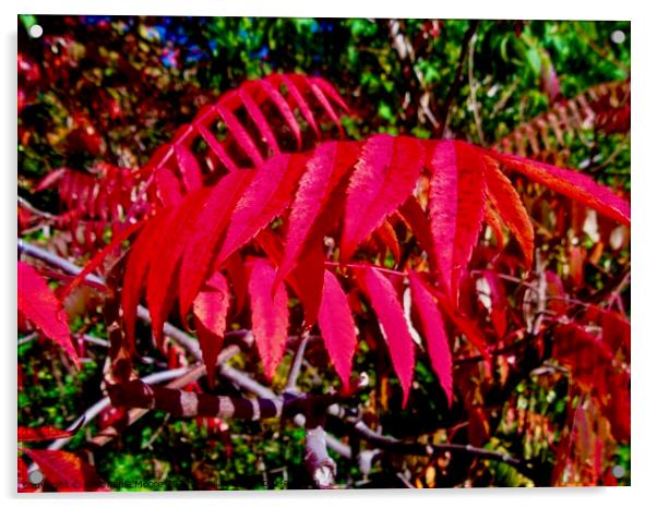 Red Sumac leaves Acrylic by Stephanie Moore