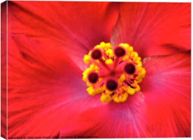 Heart of a flower Canvas Print by Stephanie Moore