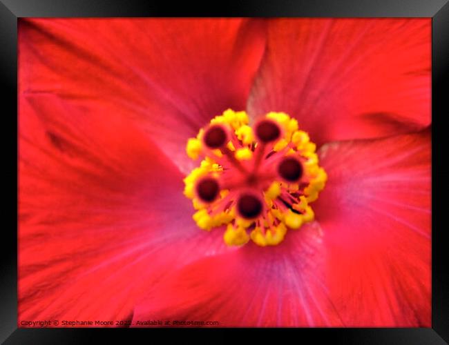 Heart of a flower Framed Print by Stephanie Moore