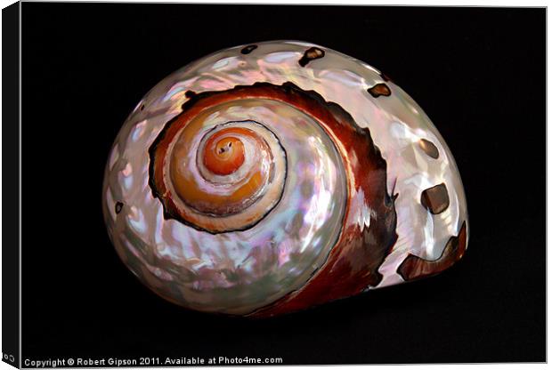 Sea shell on black Canvas Print by Robert Gipson