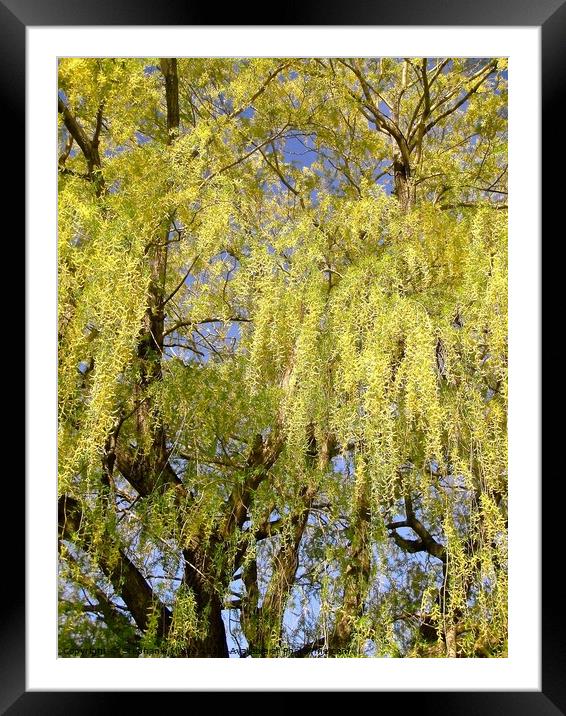 Beautiful willow tree Framed Mounted Print by Stephanie Moore