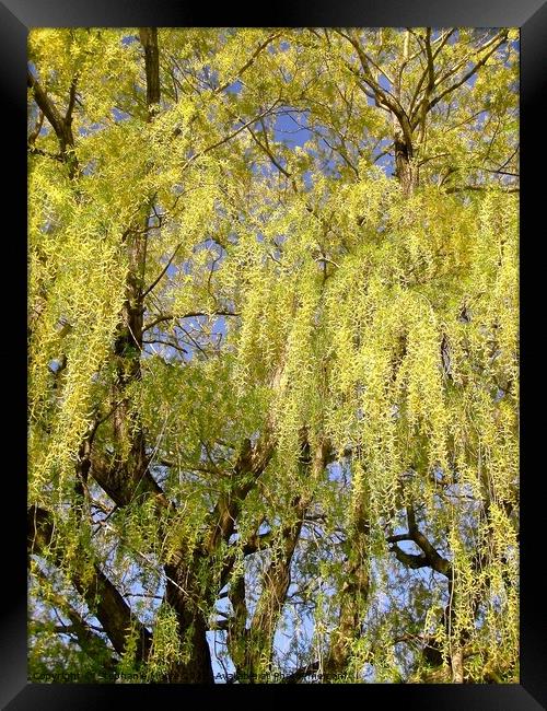 Beautiful willow tree Framed Print by Stephanie Moore
