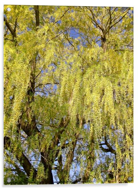 Beautiful willow tree Acrylic by Stephanie Moore