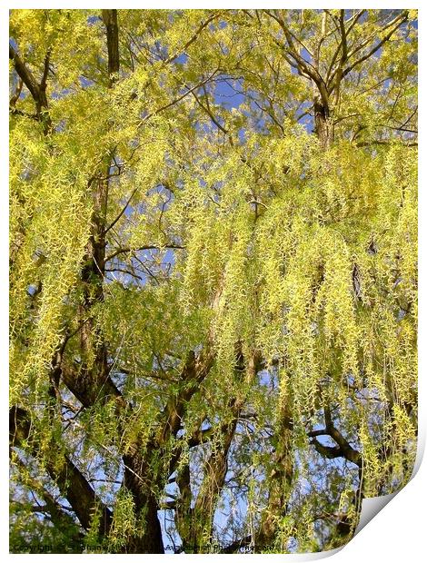 Beautiful willow tree Print by Stephanie Moore