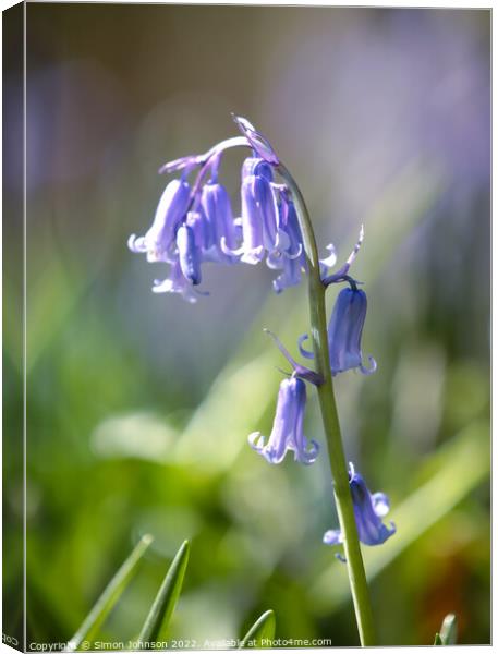 Bluebell flower Canvas Print by Simon Johnson