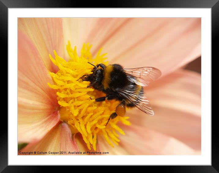 Summer Bee Framed Mounted Print by Callum Cooper