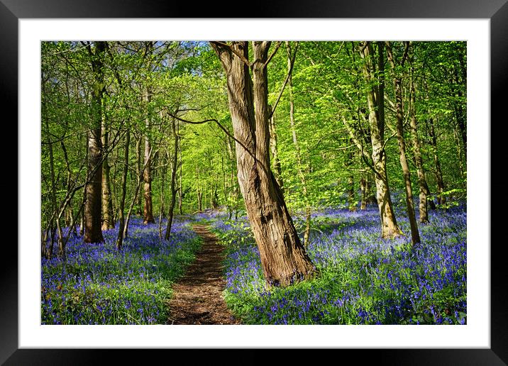 Bluebell Woodland Framed Mounted Print by Darren Galpin