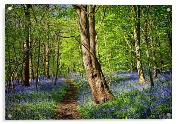 Bluebell Woodland Acrylic by Darren Galpin