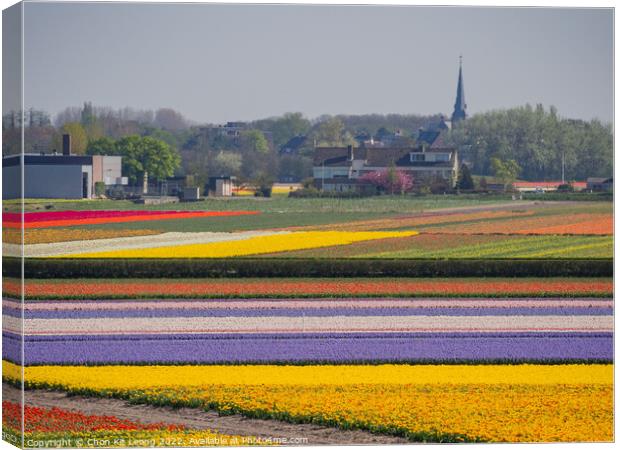 Super colorful rainbow tulips farm in blossom , saw from the fam Canvas Print by Chon Kit Leong
