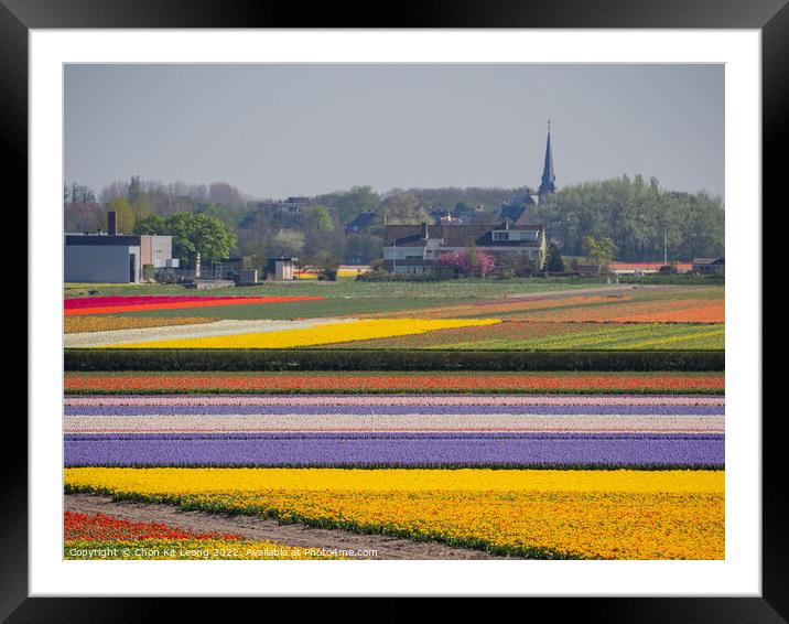 Super colorful rainbow tulips farm in blossom , saw from the fam Framed Mounted Print by Chon Kit Leong