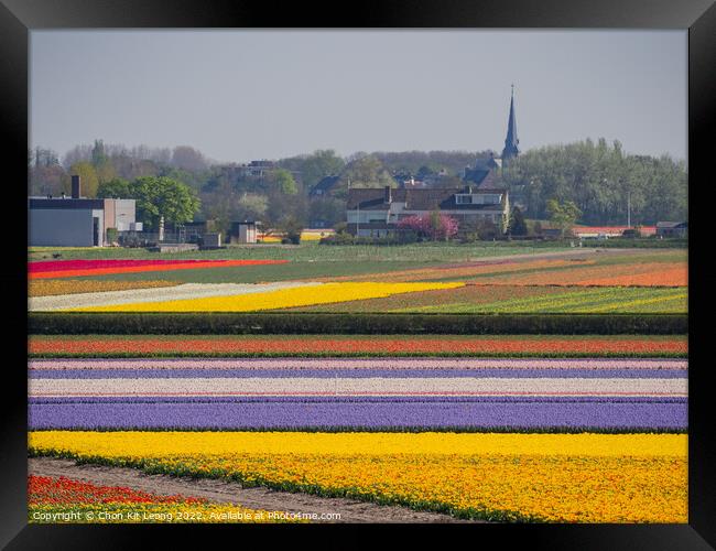 Super colorful rainbow tulips farm in blossom , saw from the fam Framed Print by Chon Kit Leong