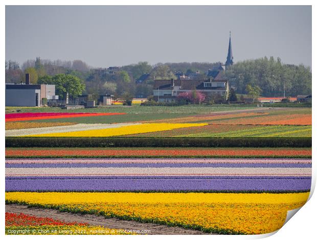 Super colorful rainbow tulips farm in blossom , saw from the fam Print by Chon Kit Leong