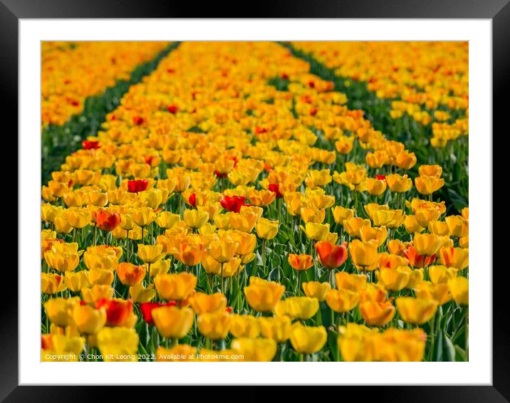 Super colorful tulips farm blossom around Leiden country side Framed Mounted Print by Chon Kit Leong