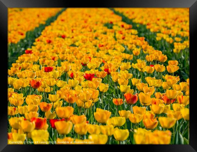 Super colorful tulips farm blossom around Leiden country side Framed Print by Chon Kit Leong