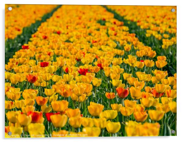 Super colorful tulips farm blossom around Leiden country side Acrylic by Chon Kit Leong
