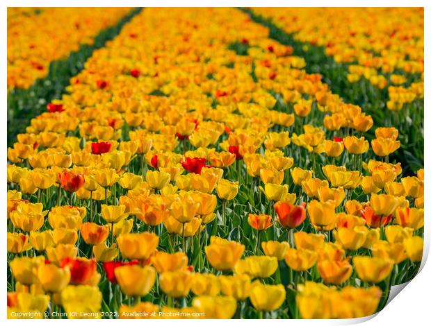 Super colorful tulips farm blossom around Leiden country side Print by Chon Kit Leong