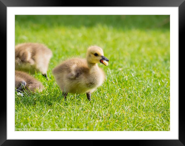 Close up shot of cute baby Canada Goose Framed Mounted Print by Chon Kit Leong